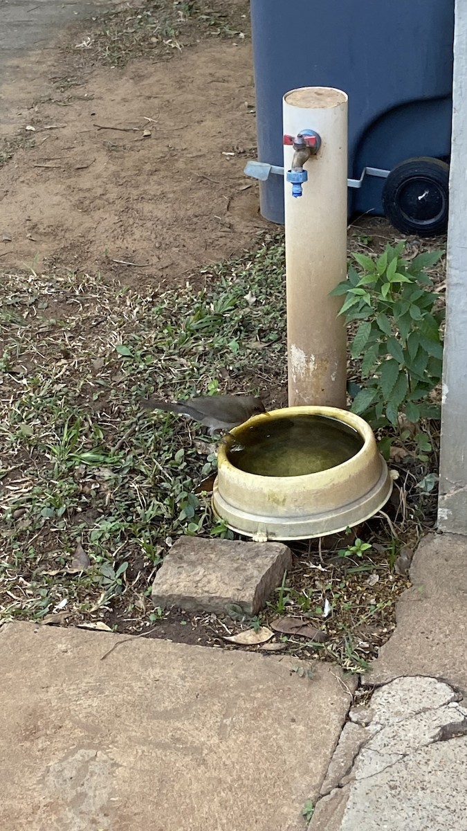 drozd krémovobřichý - ML639987256