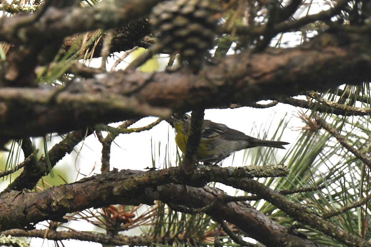 Pine Warbler - ML639987259