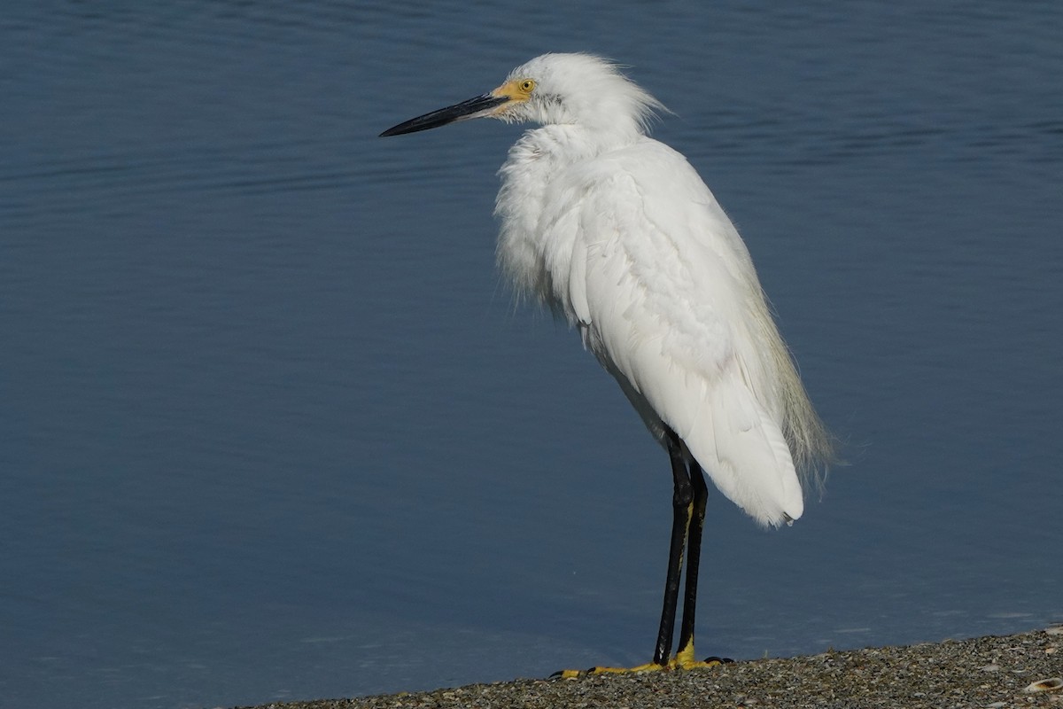 Snowy Egret - ML639987267