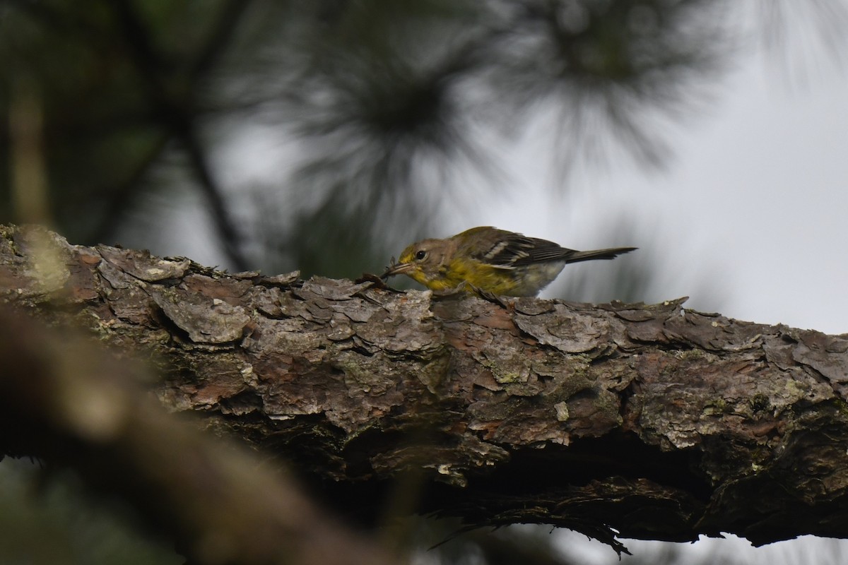 Pine Warbler - ML639987269