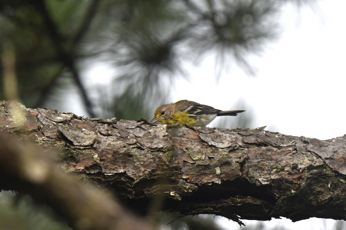 Pine Warbler - ML639987270