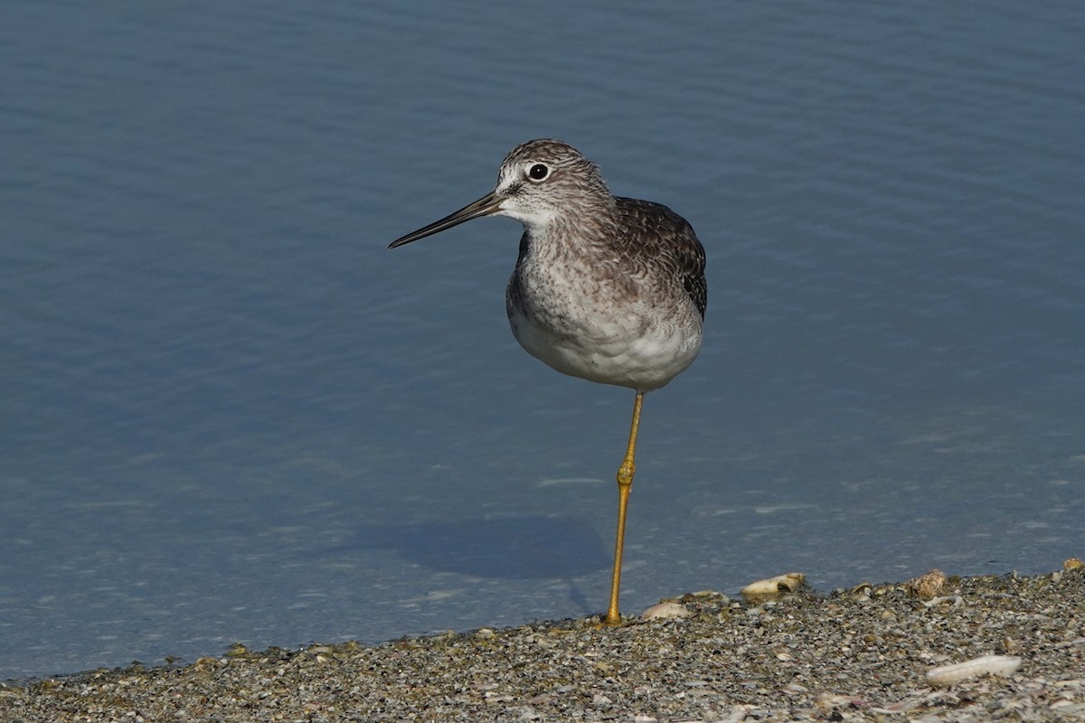 Greater Yellowlegs - ML639987271