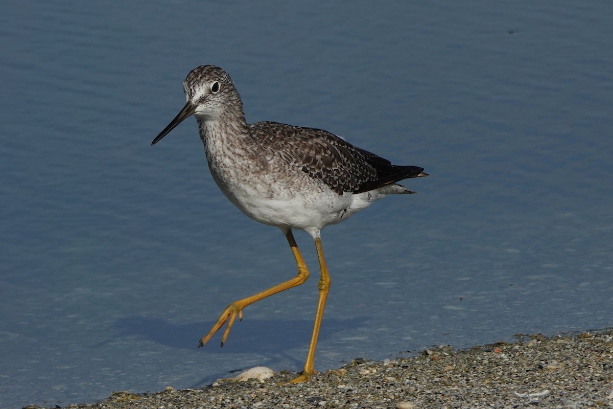 Greater Yellowlegs - ML639987272
