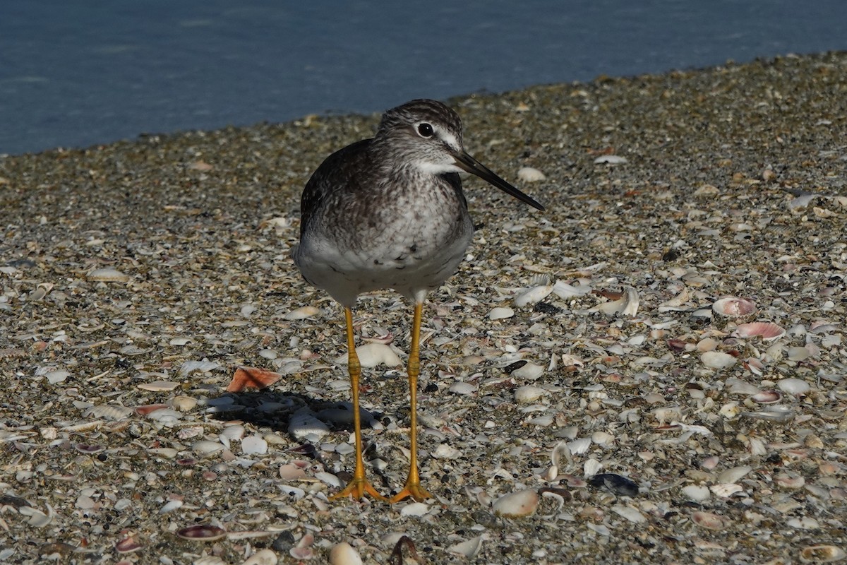 Greater Yellowlegs - ML639987273