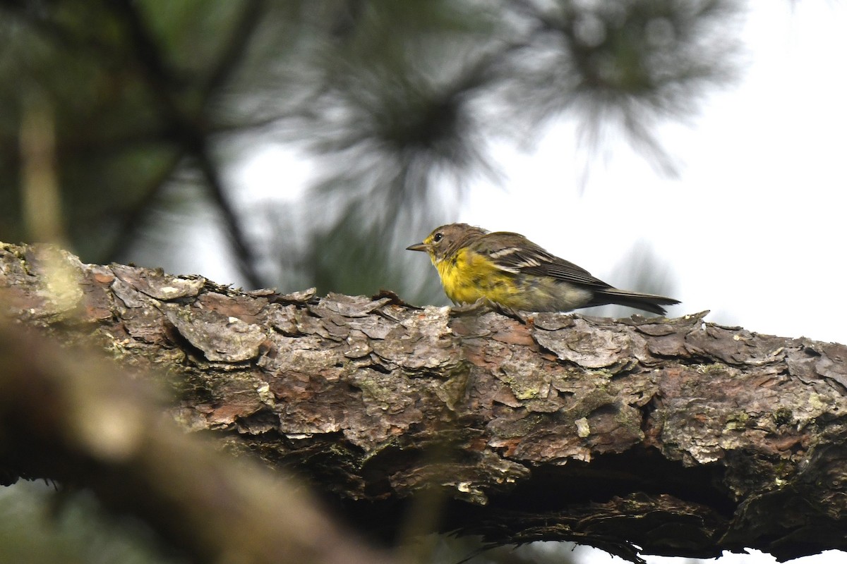 Pine Warbler - ML639987284