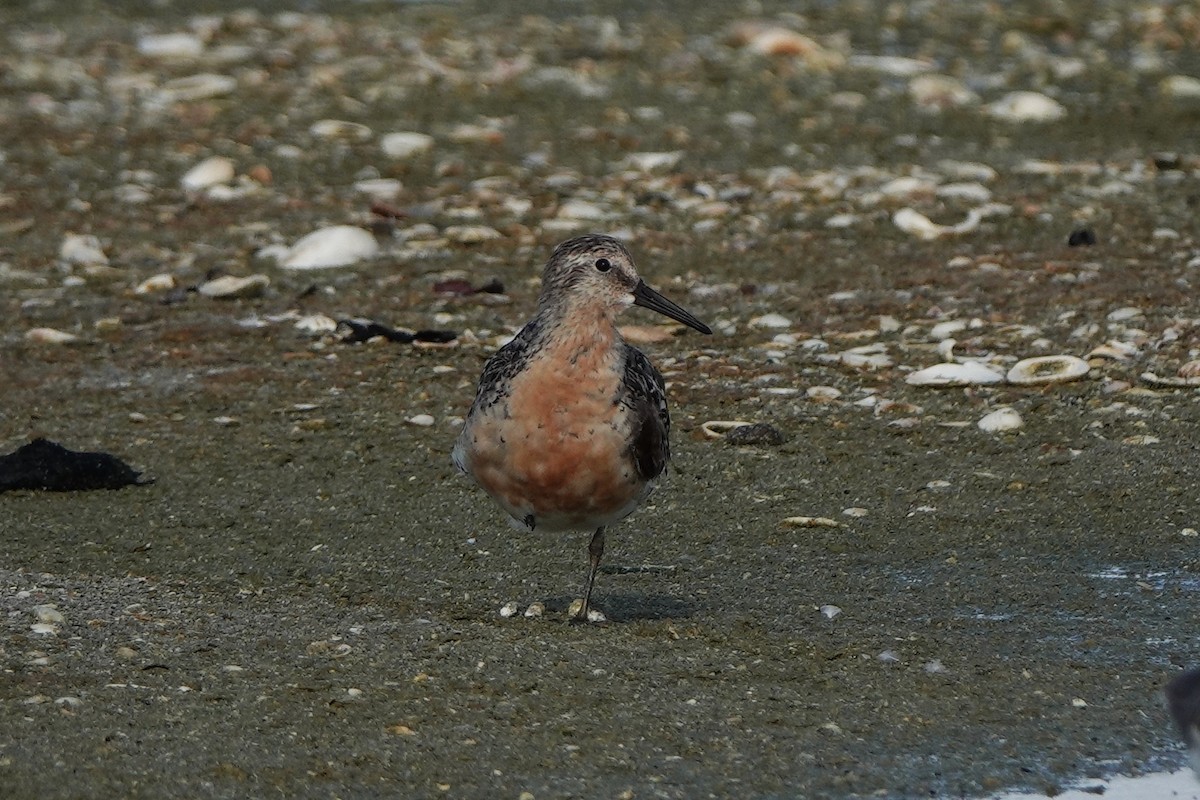 Red Knot - ML639987296