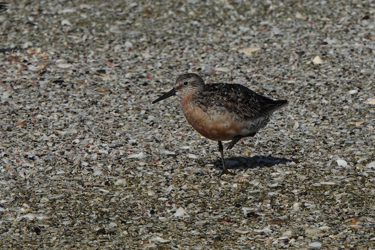 Red Knot - ML639987297