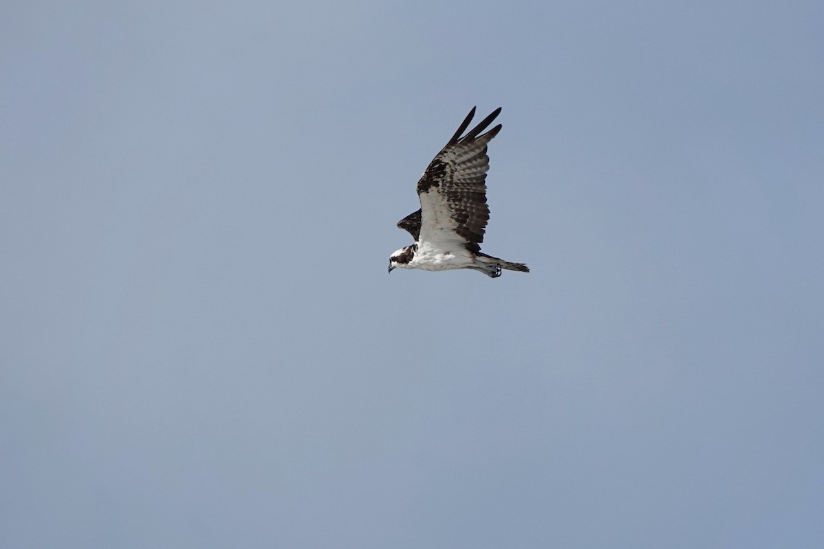 Osprey - ML639987314