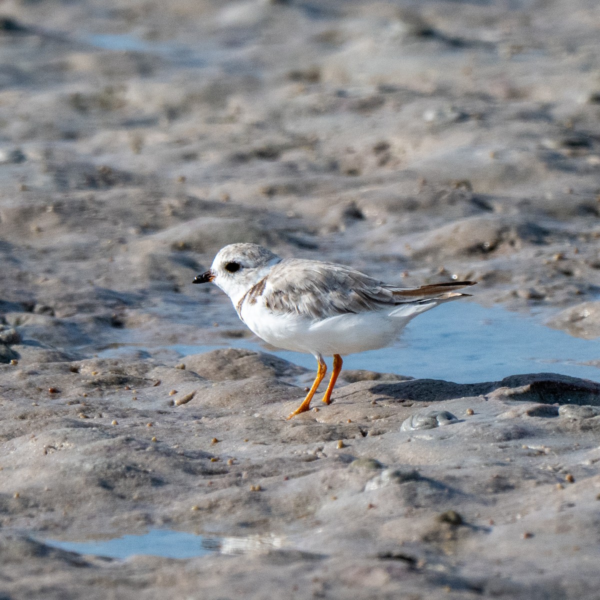 Piping Plover - ML639987315