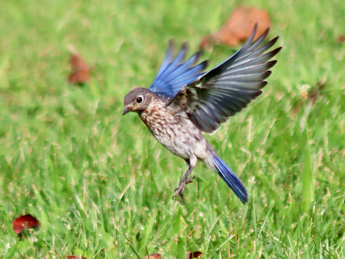Eastern Bluebird - ML639987348