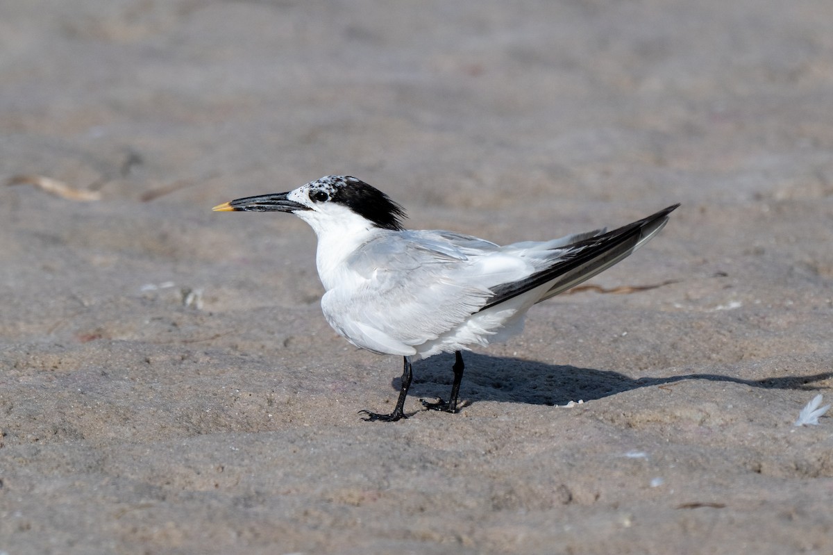 Sandwich Tern (Cabot's) - ML639987367