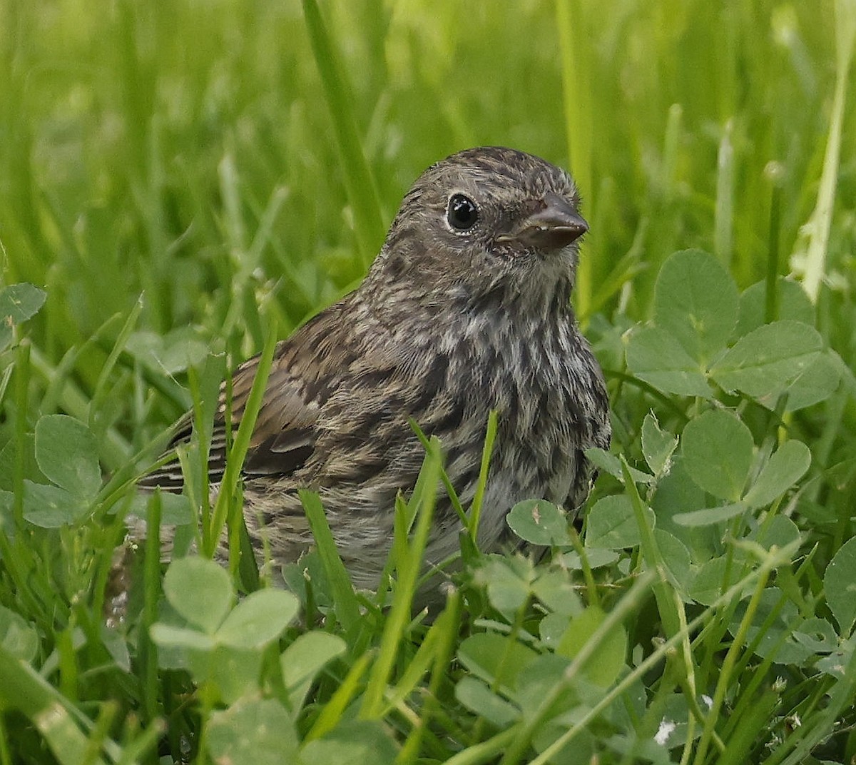 Dark-eyed Junco (Slate-colored) - ML639987391