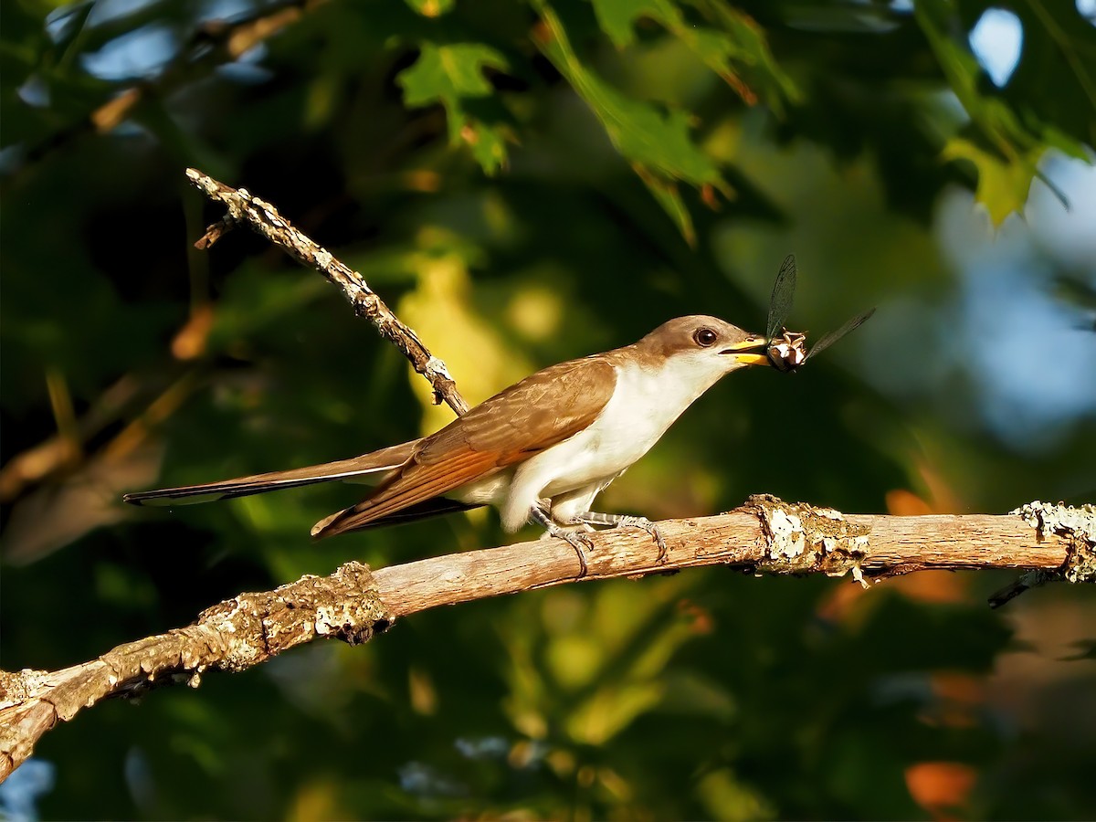 Yellow-billed Cuckoo - ML639987453