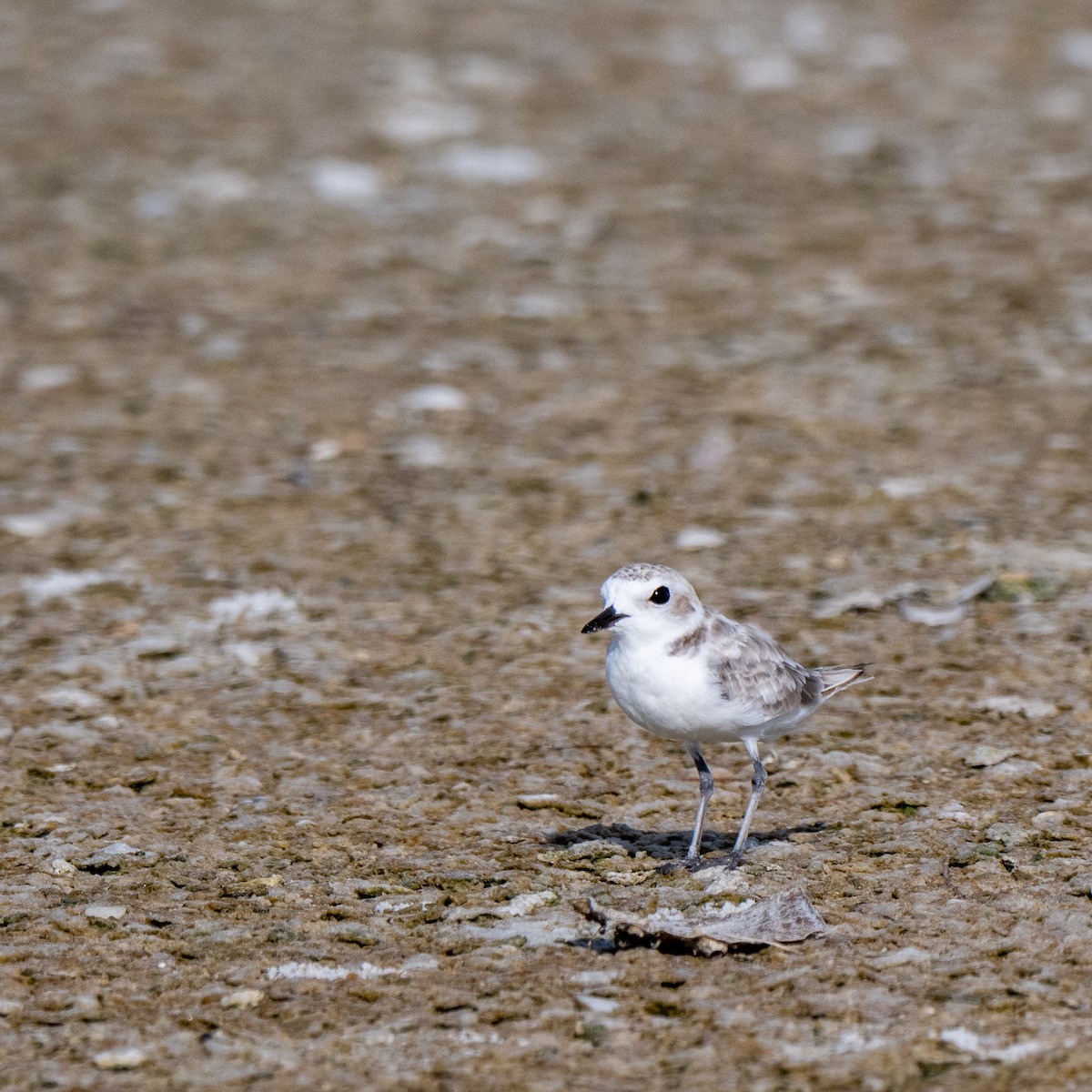 Snowy Plover (Northern) - ML639987454