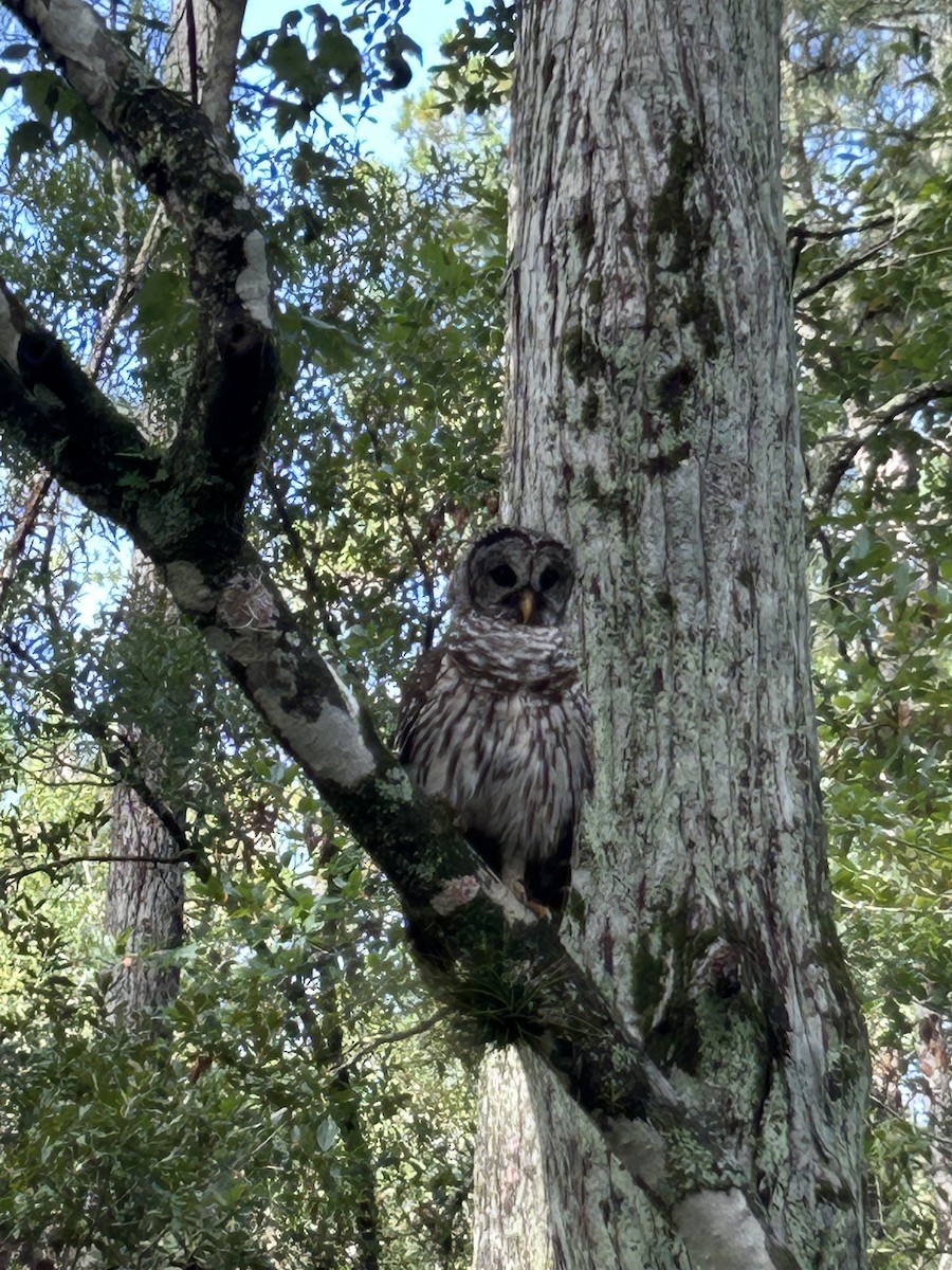 Barred Owl - ML639987464