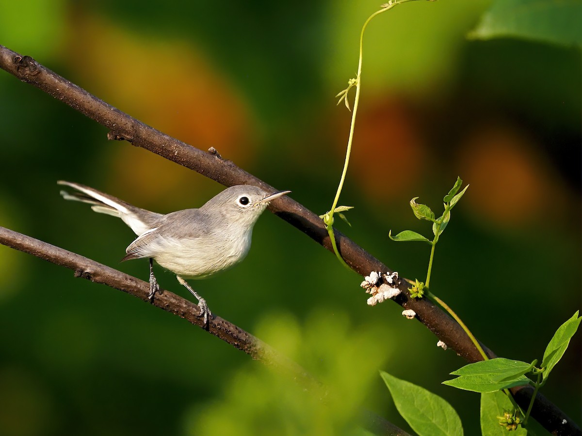 Blue-gray Gnatcatcher - ML639987467