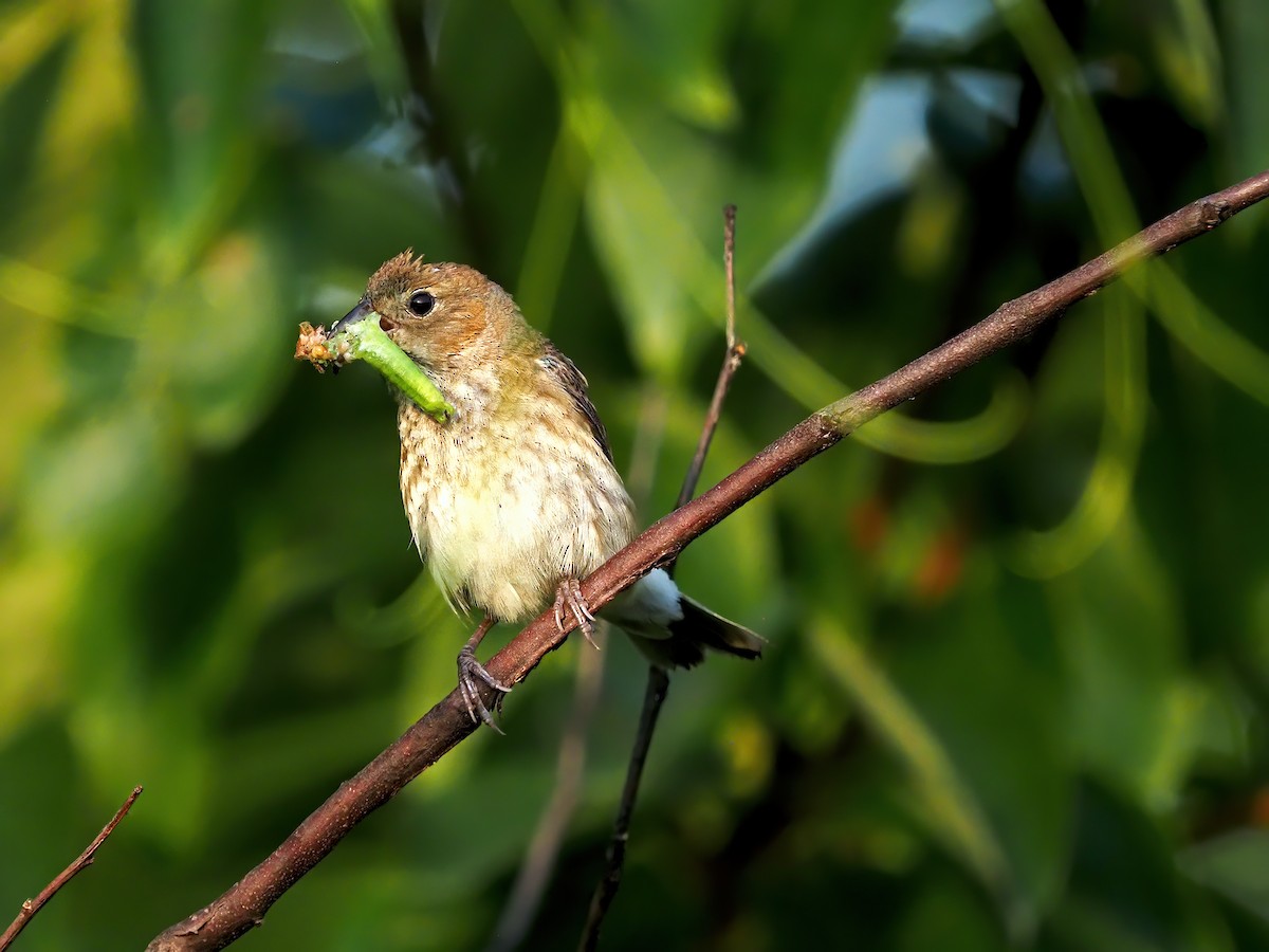 Indigo Bunting - ML639987490