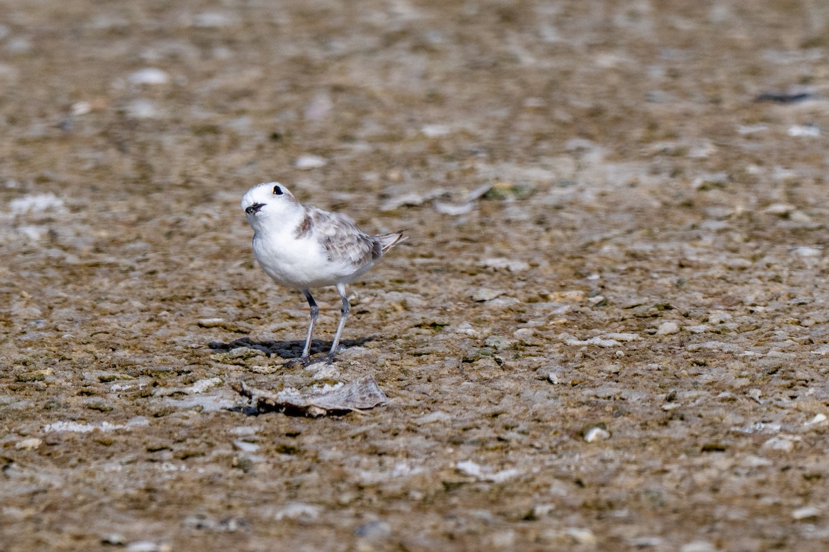 Snowy Plover (Northern) - ML639987510