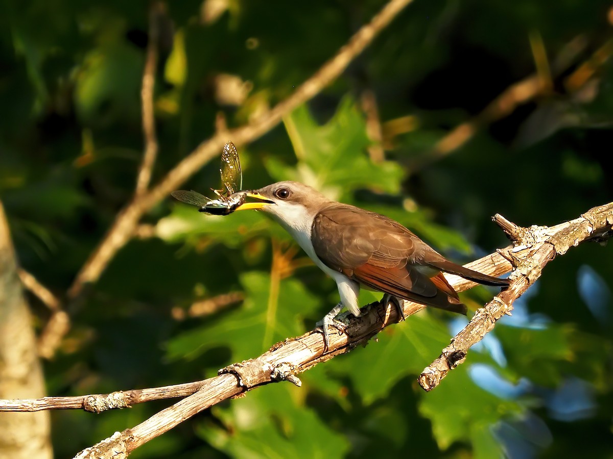 Yellow-billed Cuckoo - ML639987530