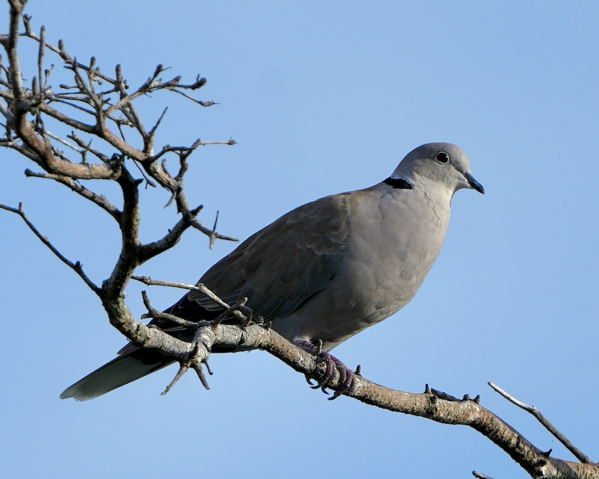 Eurasian Collared-Dove - ML639987537
