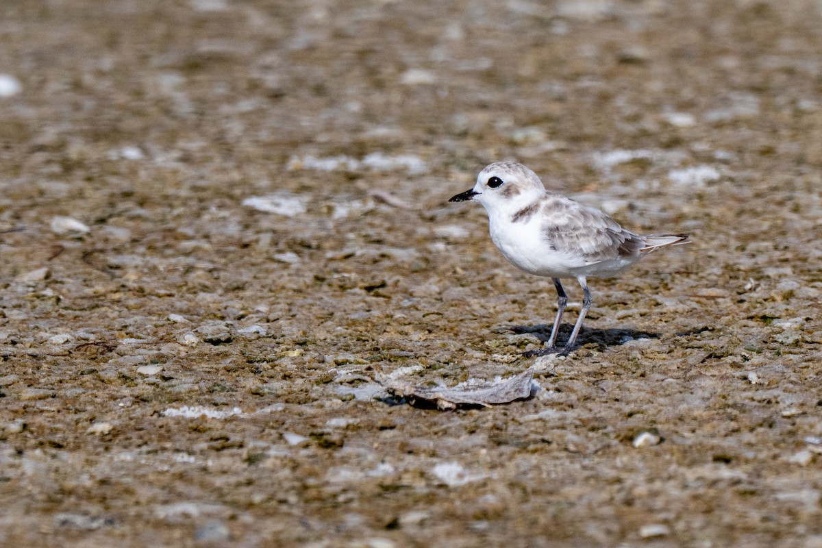 Snowy Plover (Northern) - ML639987545