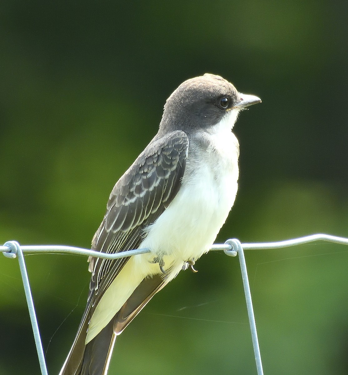 Eastern Kingbird - ML639987558