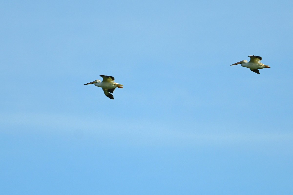 American White Pelican - ML639987559