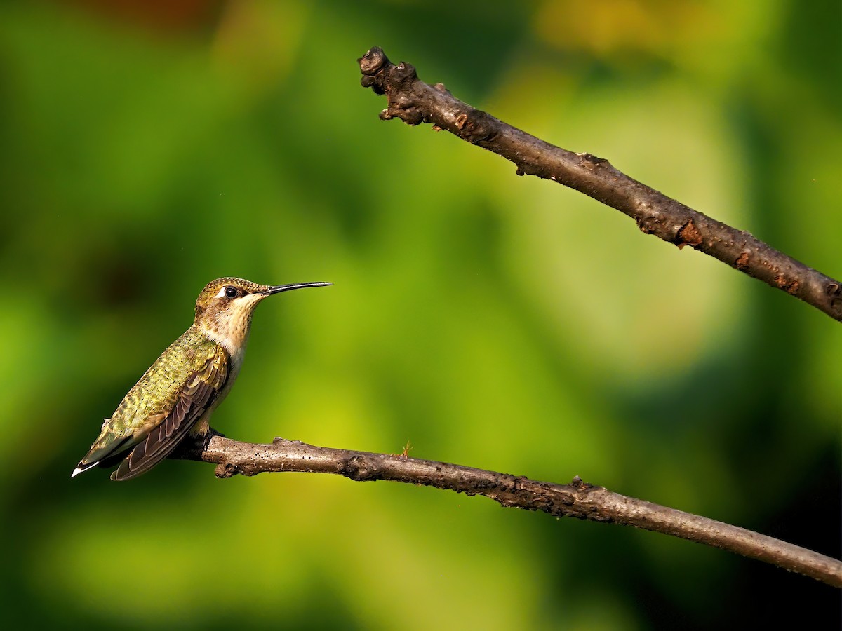 Ruby-throated Hummingbird - ML639987564