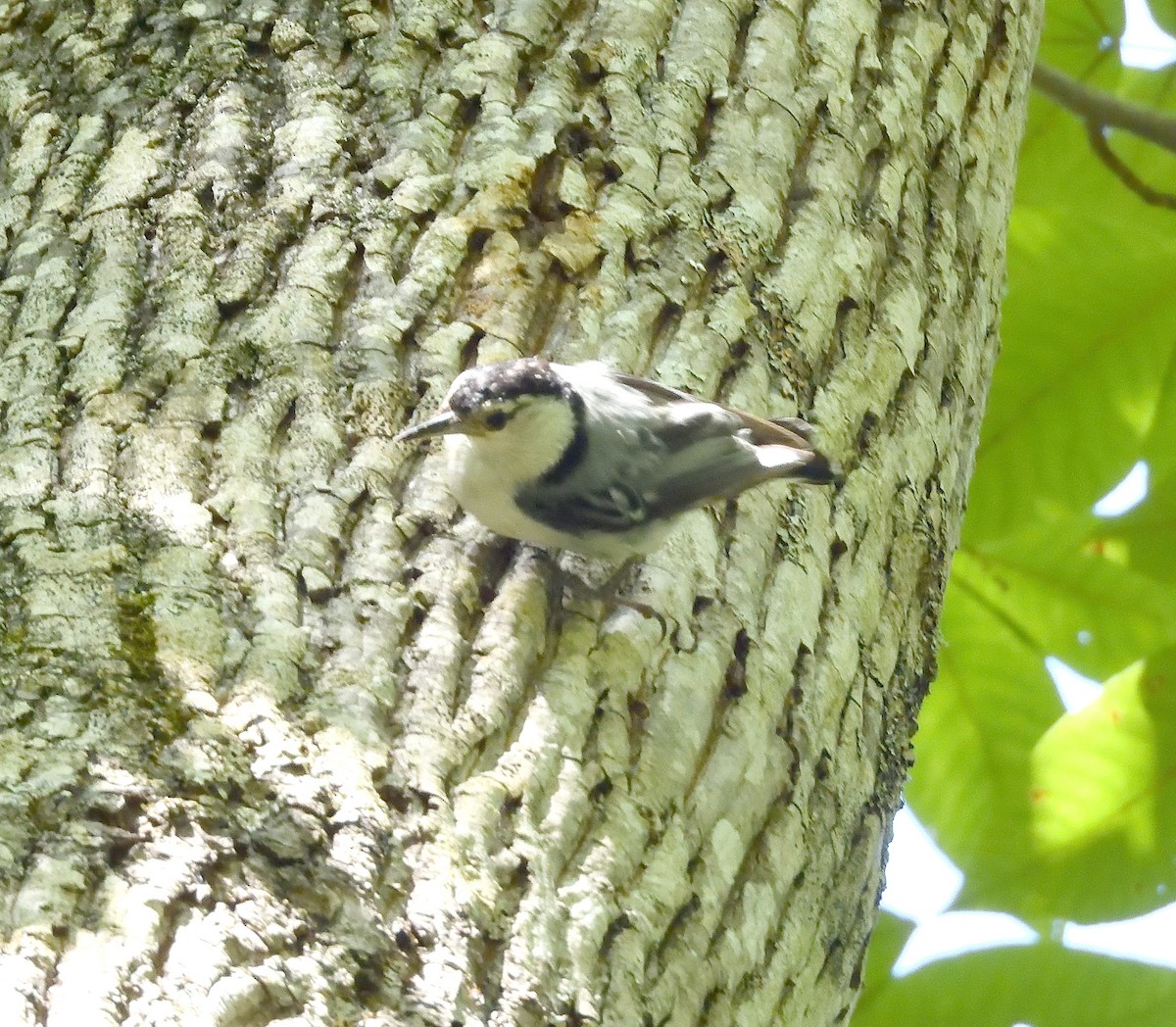 White-breasted Nuthatch - ML639987571