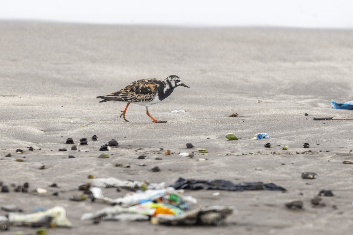 Ruddy Turnstone - ML639987579