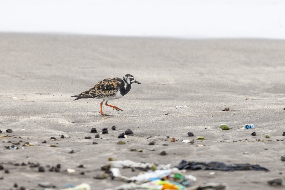 Ruddy Turnstone - ML639987582