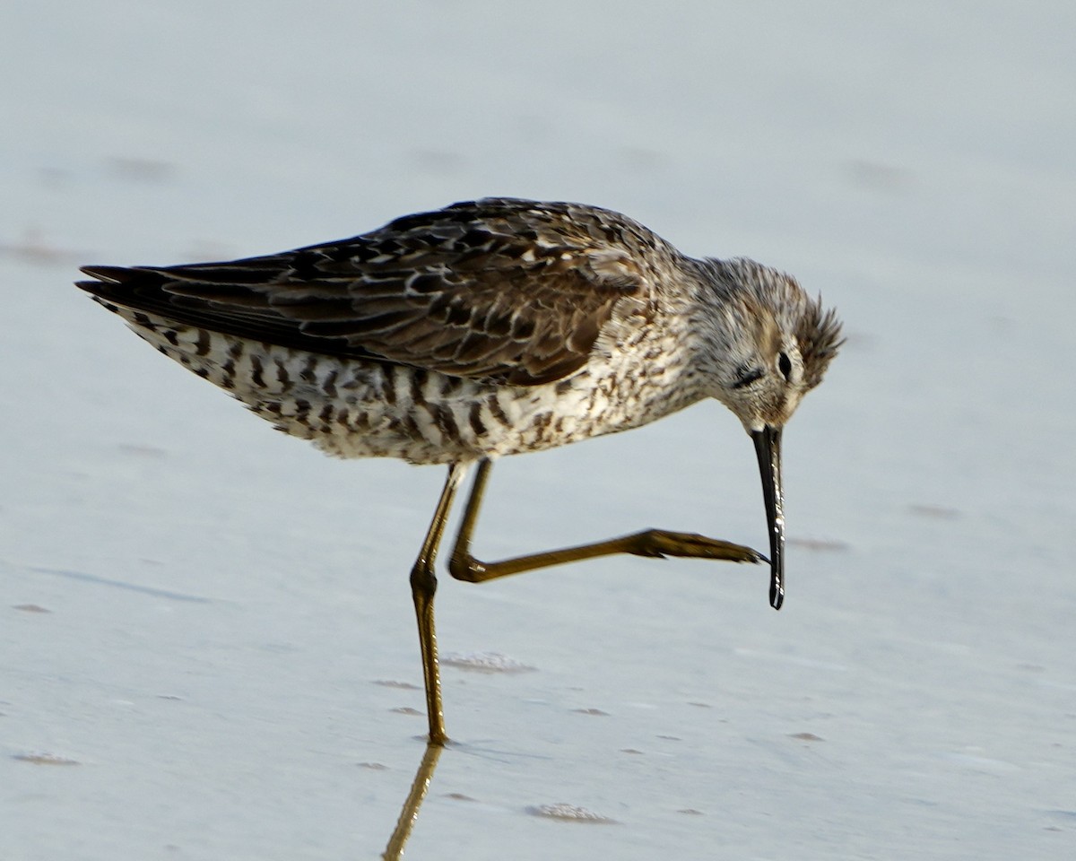 Stilt Sandpiper - ML639987592