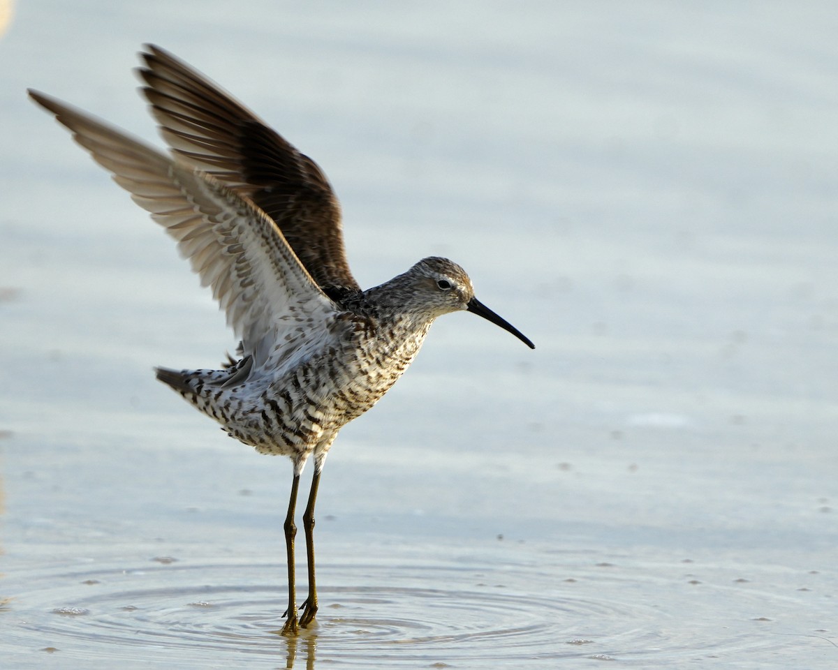 Stilt Sandpiper - ML639987593