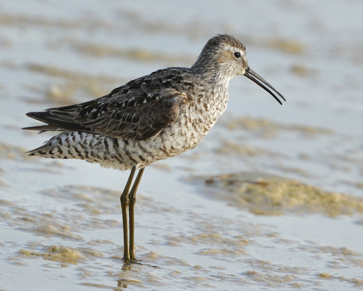 Stilt Sandpiper - ML639987594