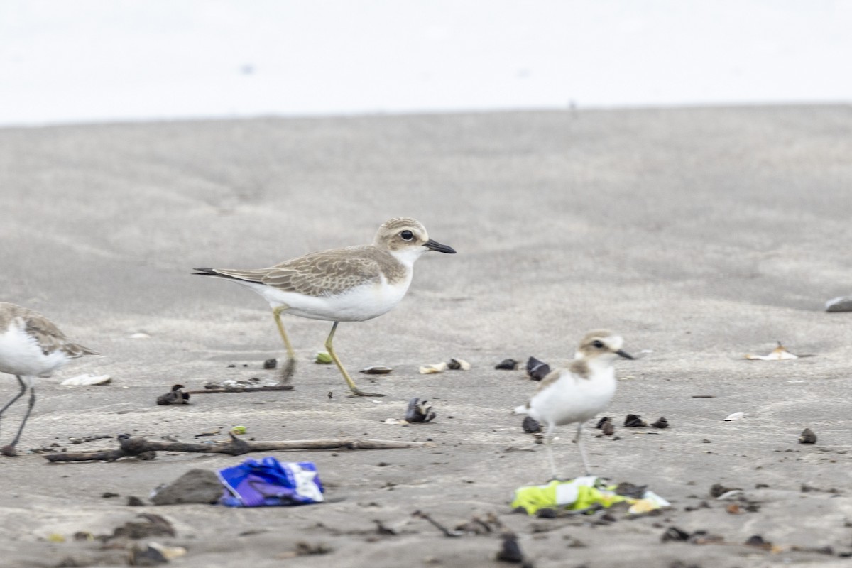 Greater Sand-Plover - ML639987598
