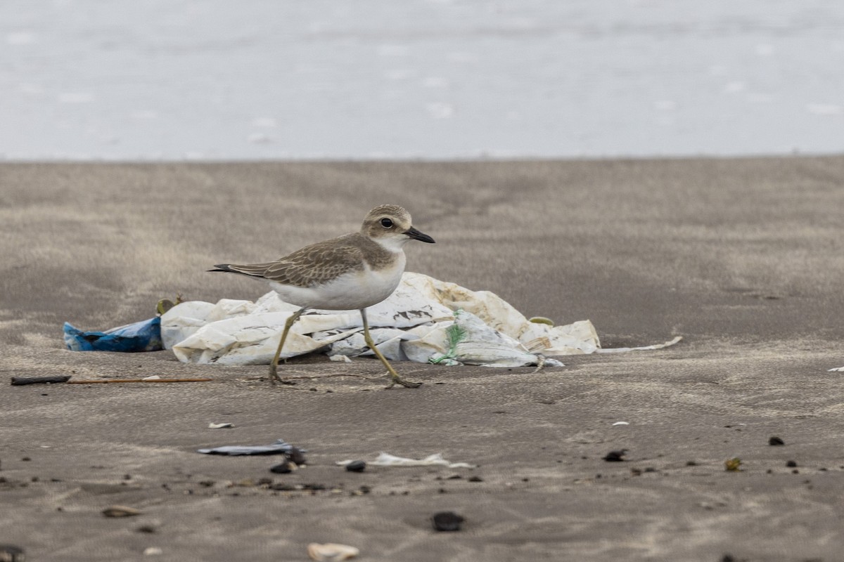 Greater Sand-Plover - ML639987599