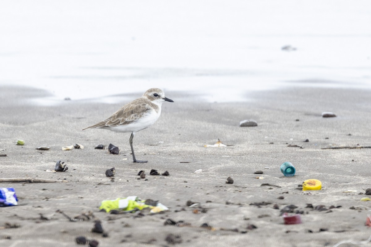 Tibetan Sand-Plover - ML639987602