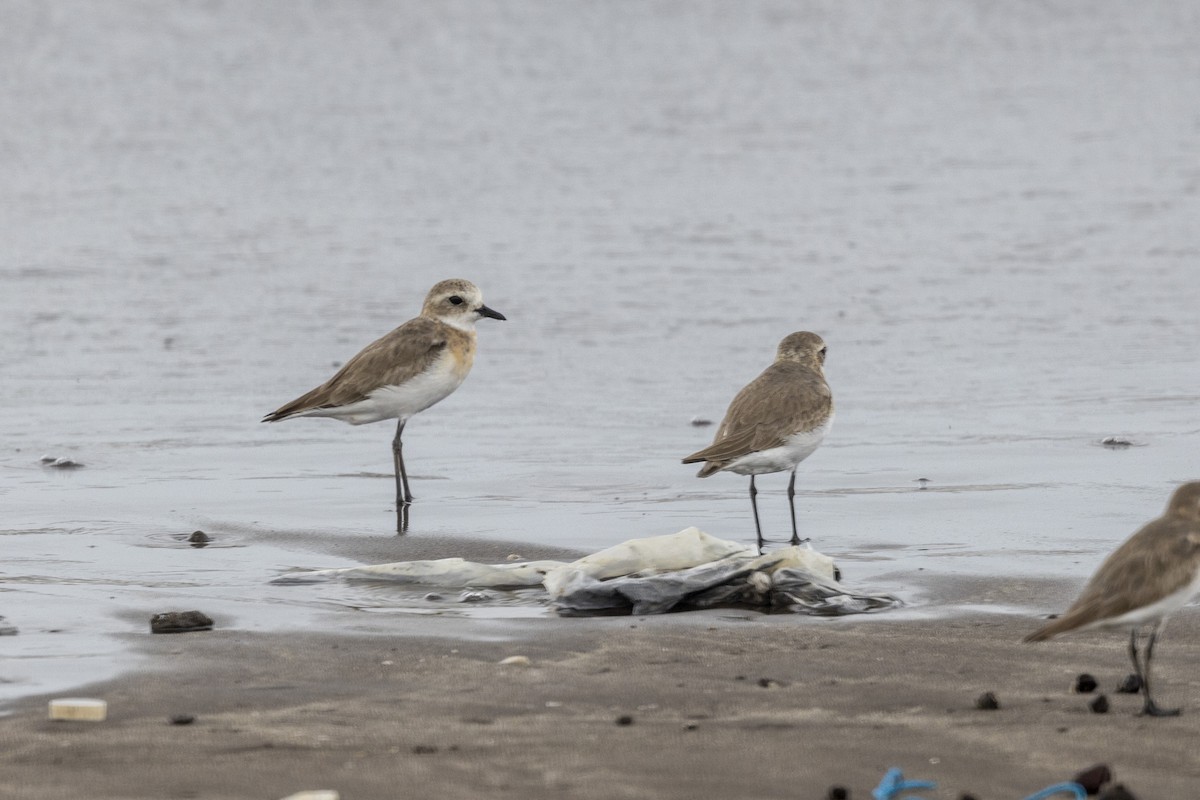 Tibetan Sand-Plover - ML639987606