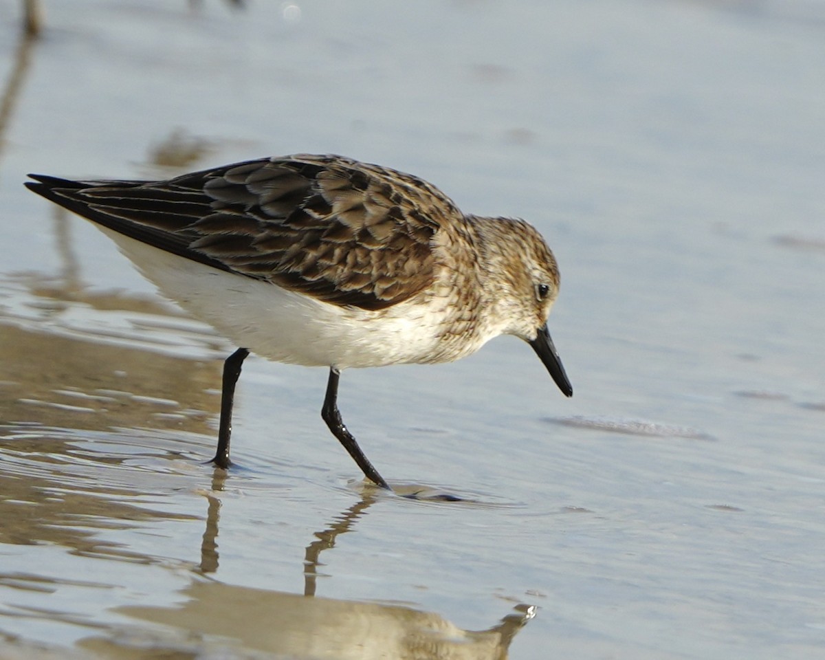 Semipalmated Sandpiper - ML639987608
