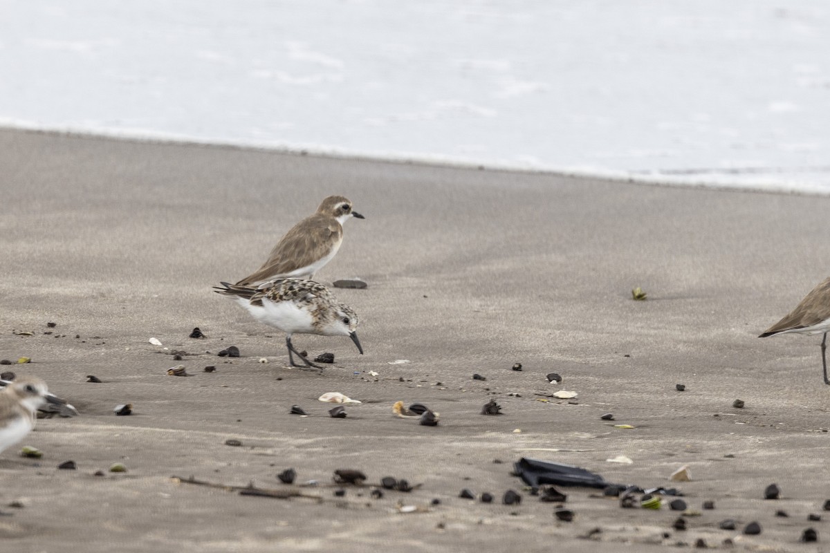 Sanderling - ML639987628