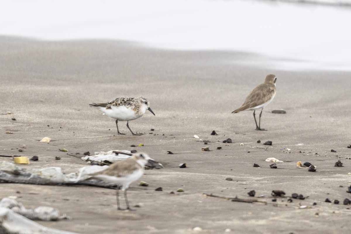 Sanderling - ML639987629