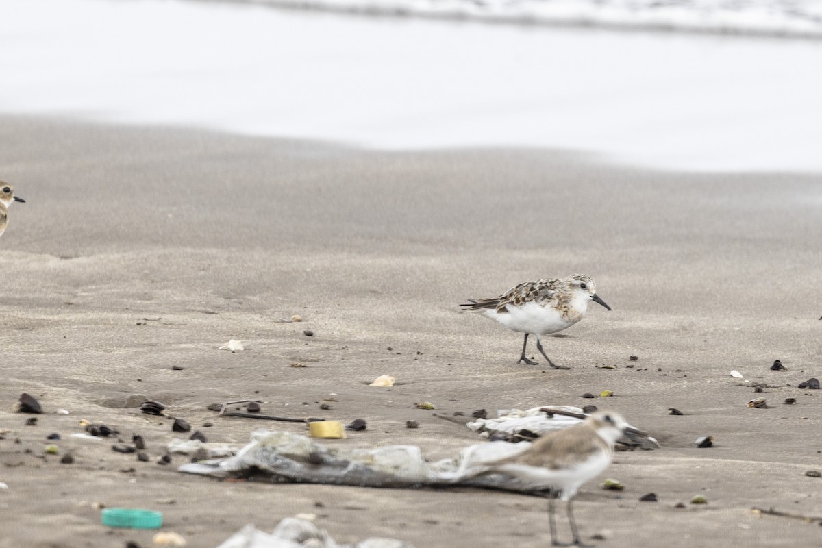 Sanderling - ML639987630