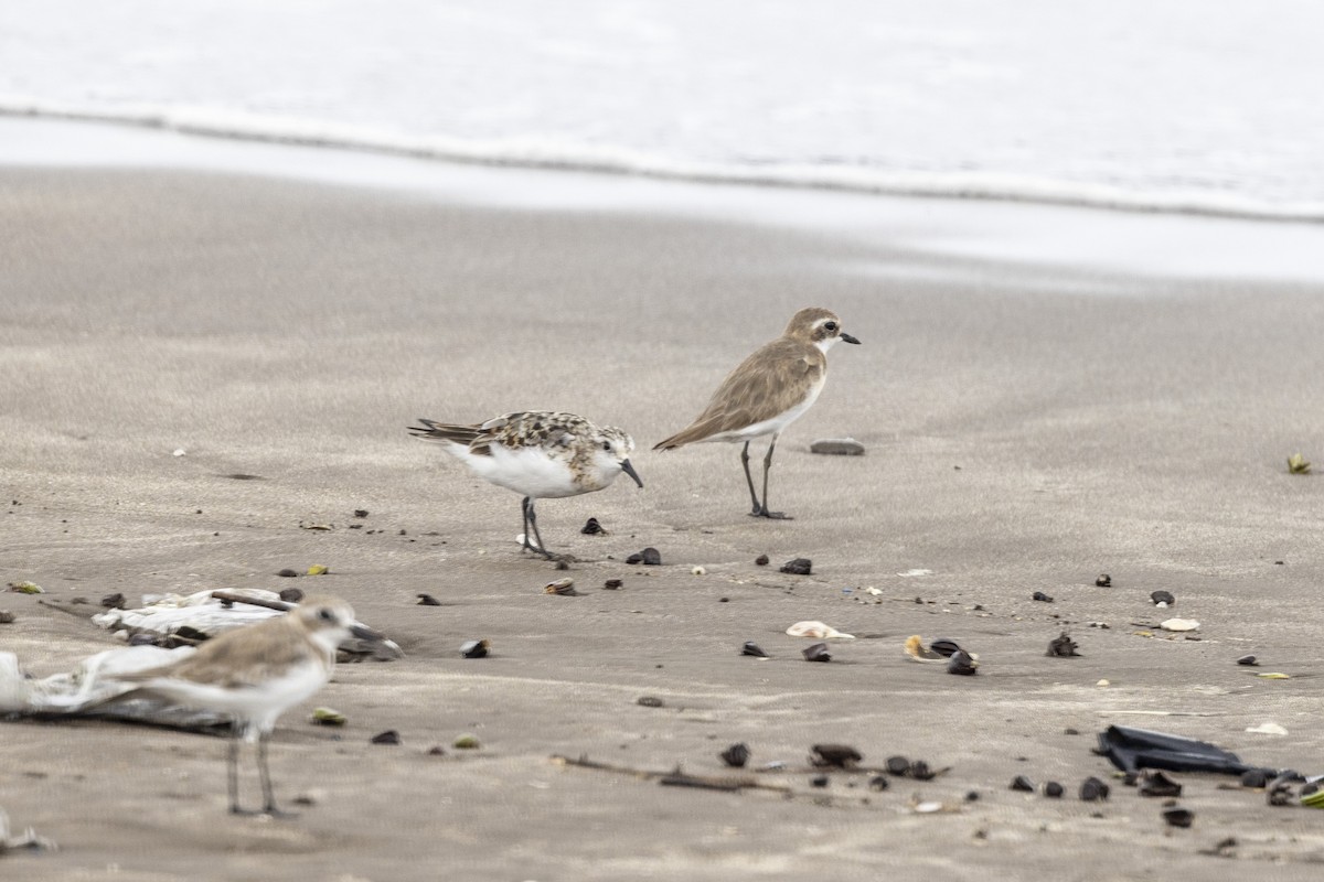 Sanderling - ML639987631
