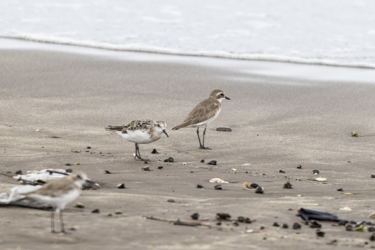 Sanderling - ML639987632