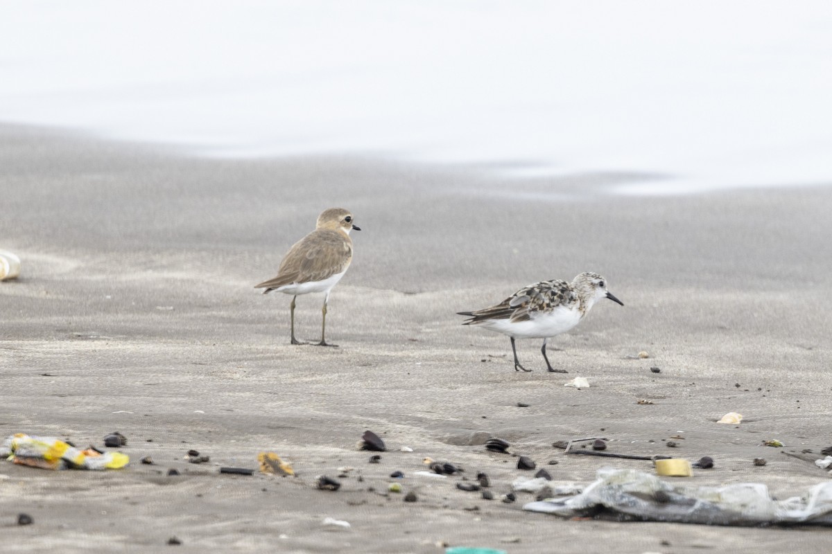 Sanderling - ML639987644