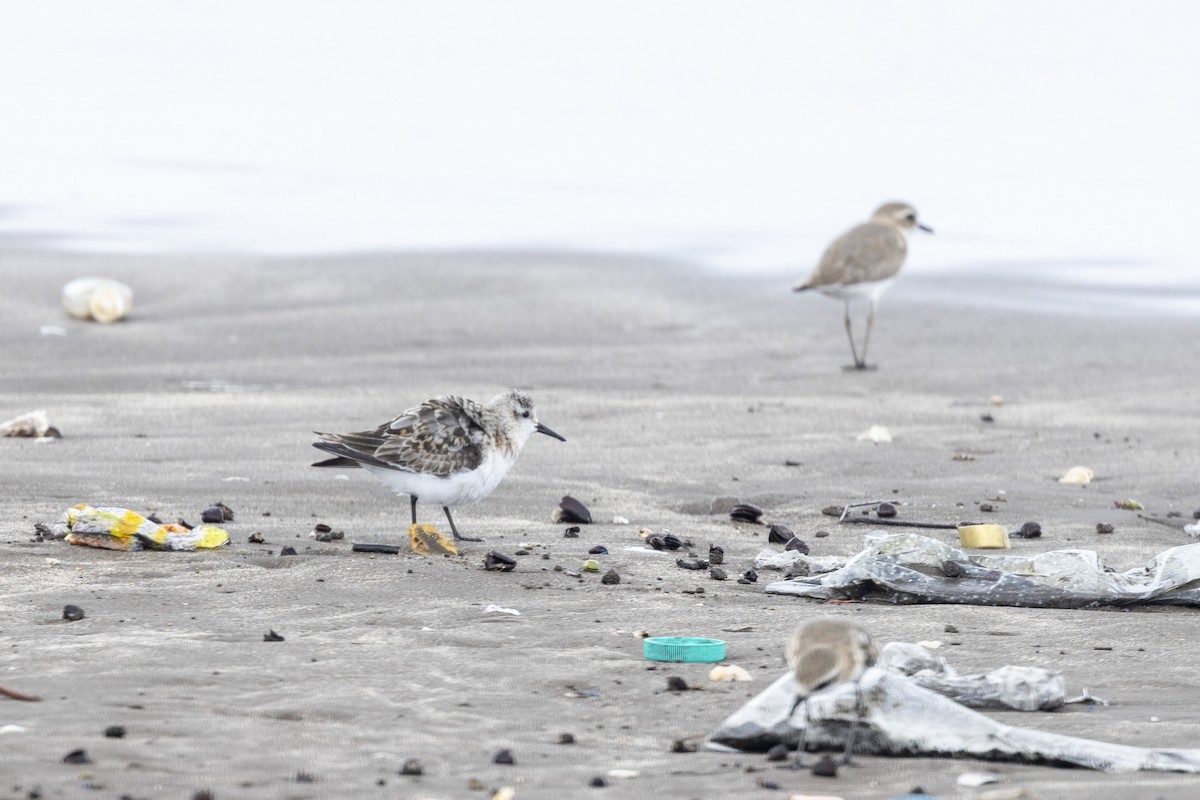 Sanderling - ML639987649