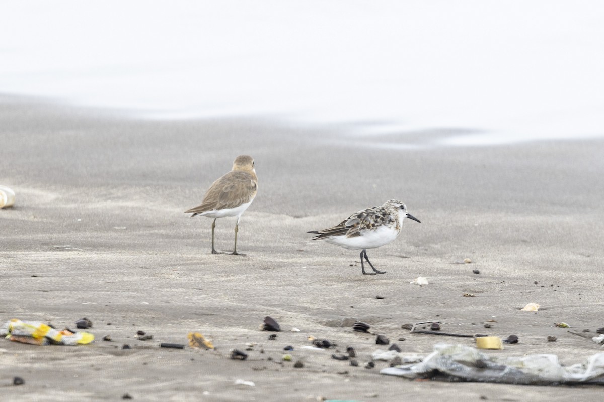 Sanderling - ML639987650