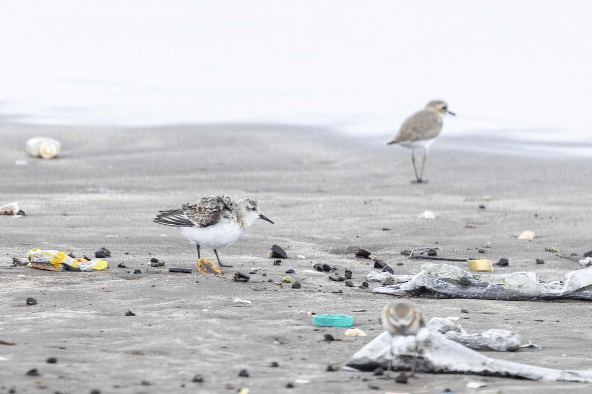 Sanderling - ML639987651