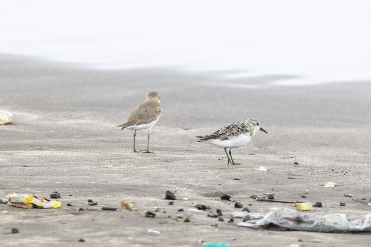 Sanderling - ML639987652