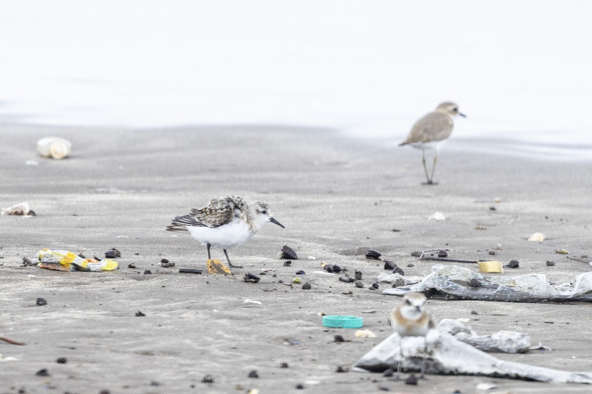 Sanderling - ML639987656